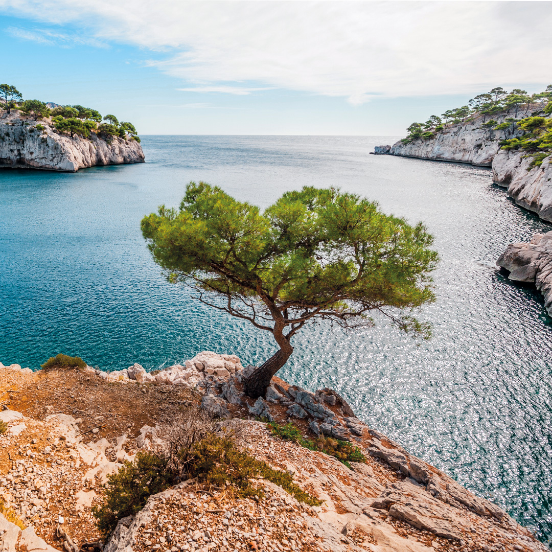Mediterrane Meeresbucht mit türkisblauem Wasser, hellen Felsklippen und einer grünen Kiefer im Vordergrund